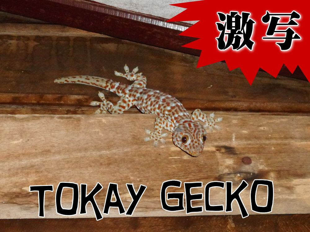 tokay_gecko001